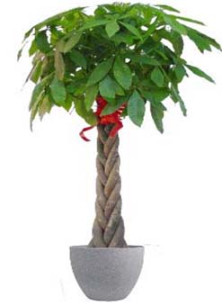 大盆编辫发财树